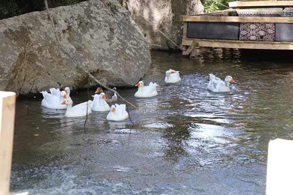 Foto - Görenler hayran kalıyor! Burası Tayland değil Türkiye