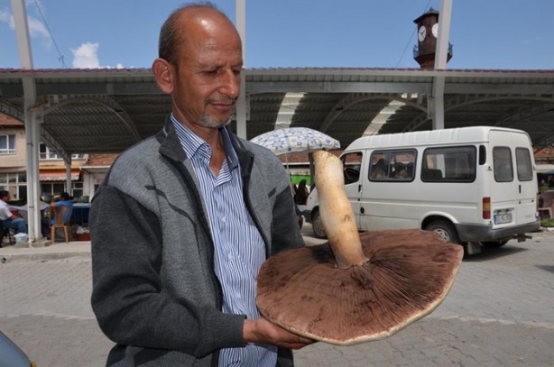 Foto - Görenler hayrete düştü
