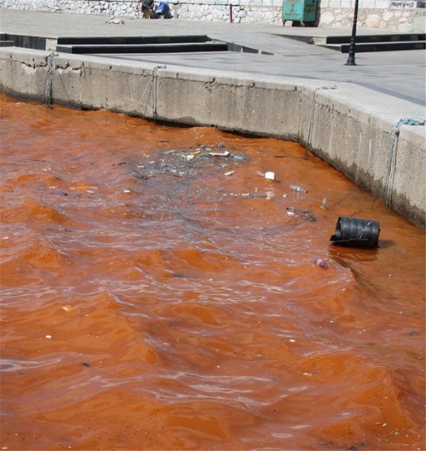 Foto - Görenler hayrete düştü!