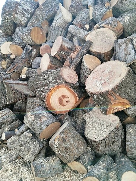 Foto - Görenler hayrete düştü! Kesilen ağacın içinden çıktı