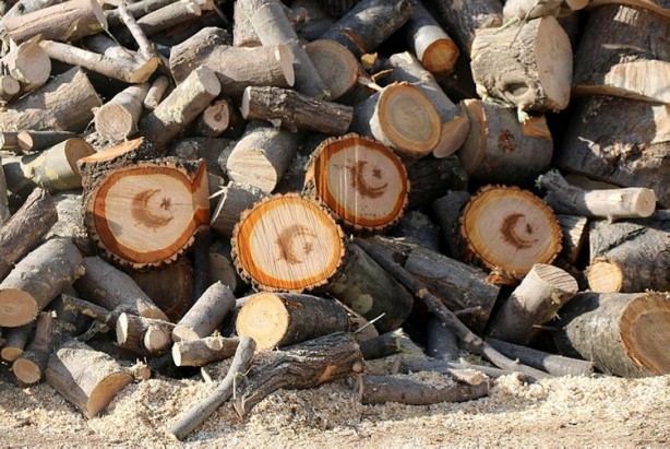 Foto - Görenler hayrete düştü! Kesilen ağacın içinden çıktı