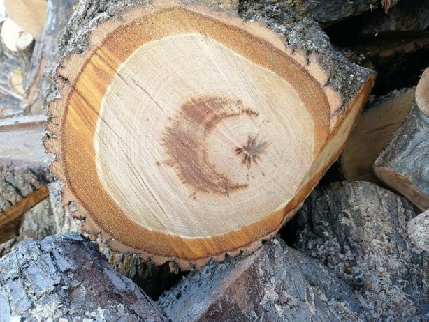 Foto - Görenler hayrete düştü! Kesilen ağacın içinden çıktı