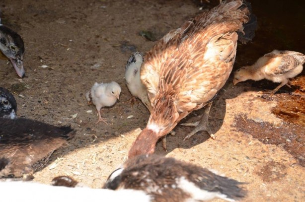 Foto - Görenler hayrete düşüyor