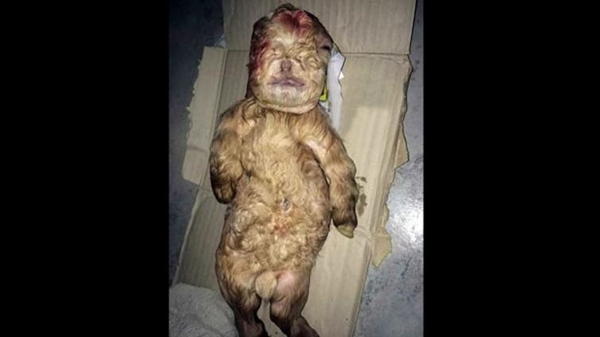 Foto - Görenler hayrete düşüyor!