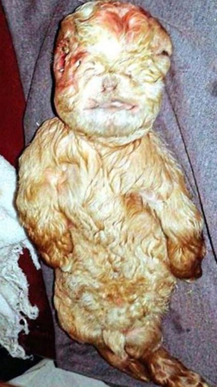 Foto - Görenler hayrete düşüyor!