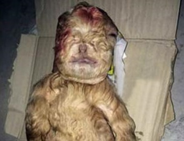 Foto - Görenler hayrete düşüyor!