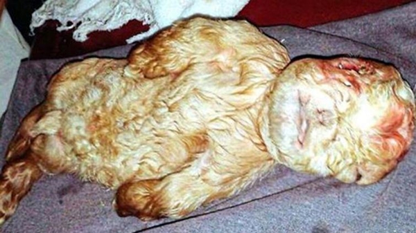 Görenler hayrete düşüyor!