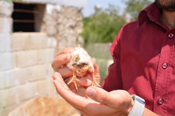 Foto - Görenler hayrete düşüyor