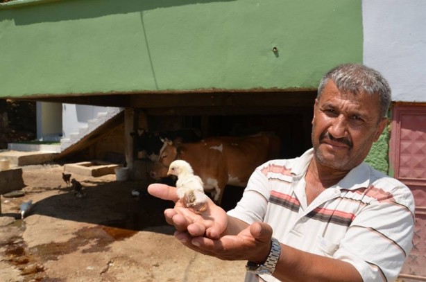 Görenler hayrete düşüyor