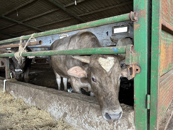 Foto - Görenler inanamıyor! Bakın dananın alnında ne var