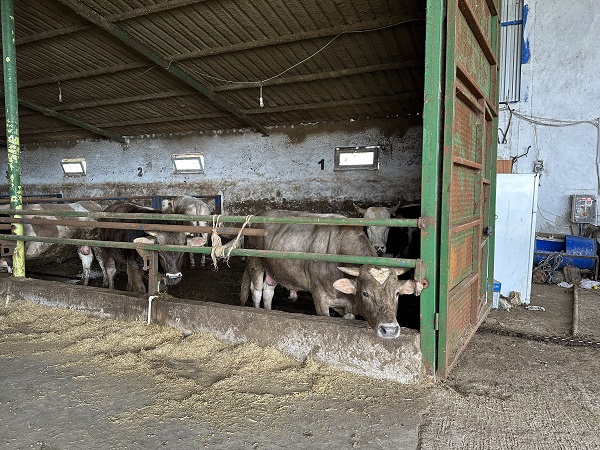 Görenler inanamıyor! Bakın dananın alnında ne var