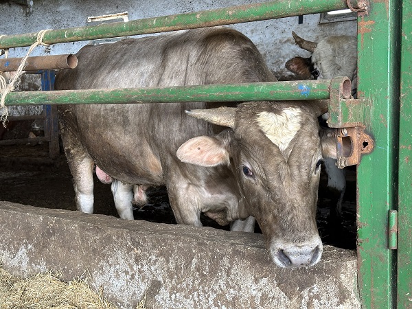 Foto - Görenler inanamıyor! Bakın dananın alnında ne var