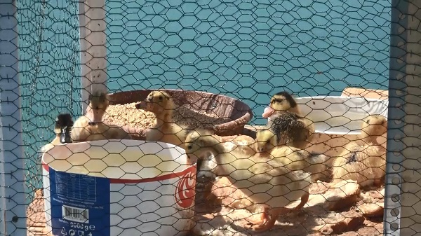 Foto - Görenler ne olduğuna anlam veremiyor! Bu da yüzen kümes