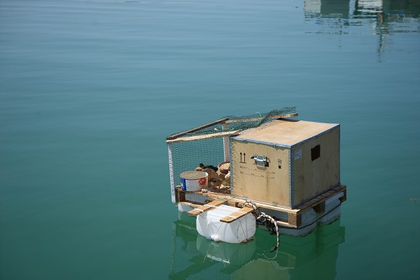 Foto - Görenler ne olduğuna anlam veremiyor! Bu da yüzen kümes