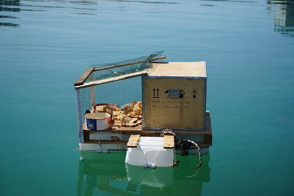 Foto - Görenler ne olduğuna anlam veremiyor! Bu da yüzen kümes