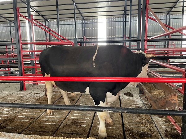 Foto - Görenler şaşıp kalıyor! Bu tosunun fiyatı da ağırlığı da otomobille yarışacak türden