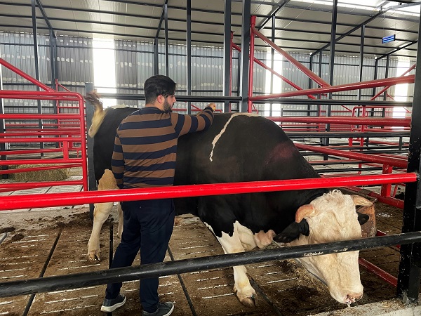 Foto - Görenler şaşıp kalıyor! Bu tosunun fiyatı da ağırlığı da otomobille yarışacak türden