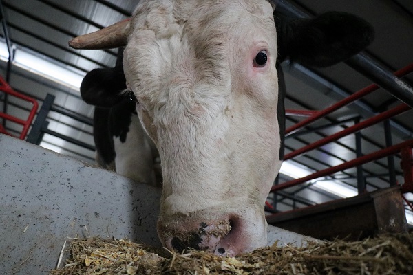 Foto - Görenler şaşıp kalıyor! Bu tosunun fiyatı da ağırlığı da otomobille yarışacak türden