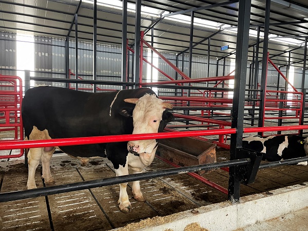 Foto - Görenler şaşıp kalıyor! Bu tosunun fiyatı da ağırlığı da otomobille yarışacak türden