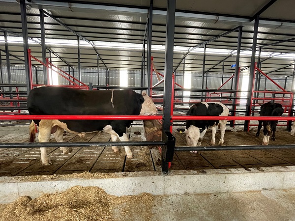 Foto - Görenler şaşıp kalıyor! Bu tosunun fiyatı da ağırlığı da otomobille yarışacak türden