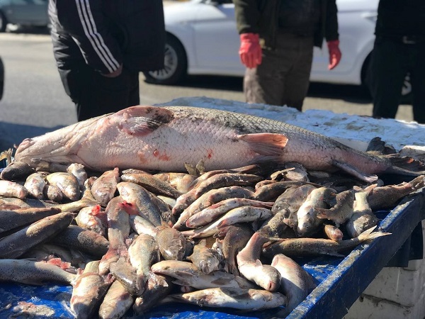 Foto - Görenler şaşırıp kaldı! Kilosu 250 TL