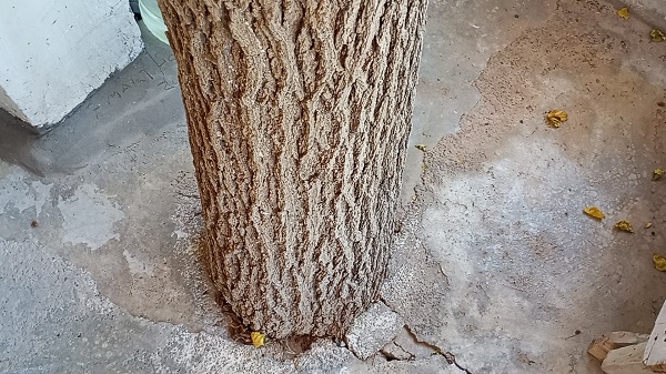 Foto - Görenler şaşırıp kalıyor! Bakın dut ağacı nereden geçiyor