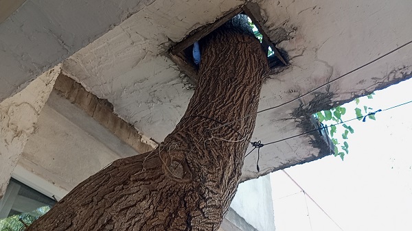 Görenler şaşırıp kalıyor! Bakın dut ağacı nereden geçiyor