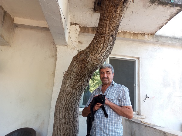 Foto - Görenler şaşırıp kalıyor! Bakın dut ağacı nereden geçiyor