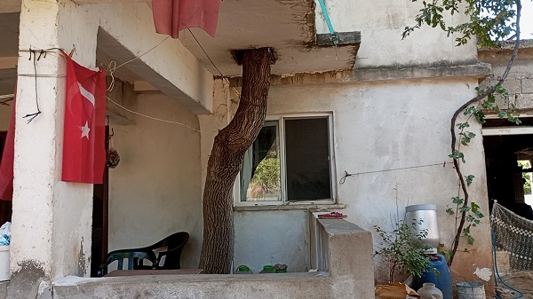 Foto - Görenler şaşırıp kalıyor! Bakın dut ağacı nereden geçiyor