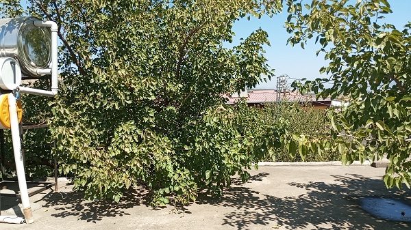 Foto - Görenler şaşırıp kalıyor! Bakın dut ağacı nereden geçiyor