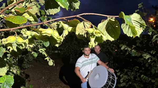 Foto - Görenler şaşırıp kalıyor! Fındıkları bakın yaban hayvanlarından nasıl koruyor