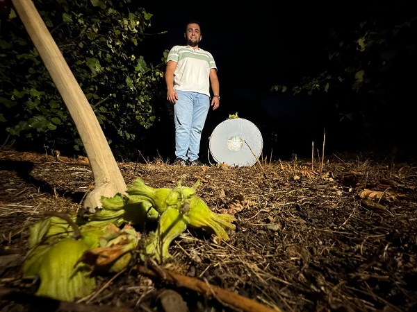 Foto - Görenler şaşırıp kalıyor! Fındıkları bakın yaban hayvanlarından nasıl koruyor