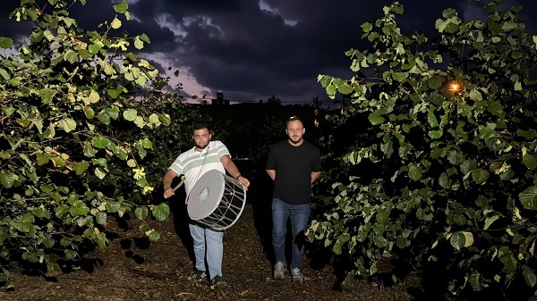 Foto - Görenler şaşırıp kalıyor! Fındıkları bakın yaban hayvanlarından nasıl koruyor