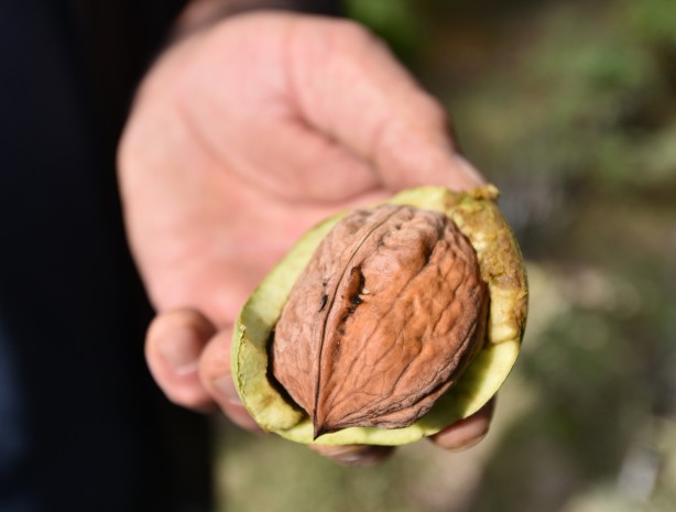 Foto - Görenler şaşırıp kalıyor! Hem Türkiye’nin en iyisi hem de sertifikalı