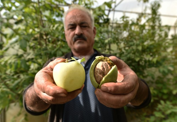 Foto - Görenler şaşırıp kalıyor! Hem Türkiye’nin en iyisi hem de sertifikalı