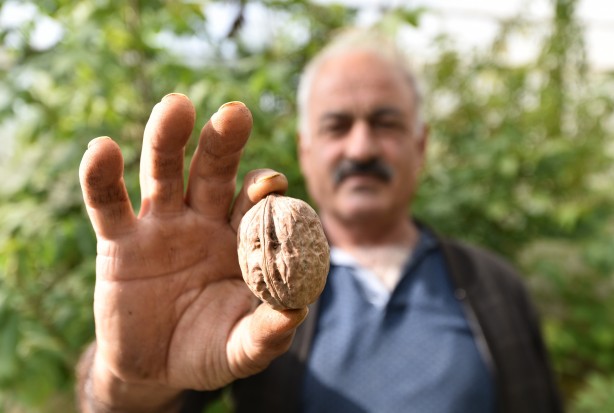 Foto - Görenler şaşırıp kalıyor! Hem Türkiye’nin en iyisi hem de sertifikalı