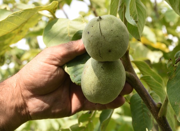 Foto - Görenler şaşırıp kalıyor! Hem Türkiye’nin en iyisi hem de sertifikalı