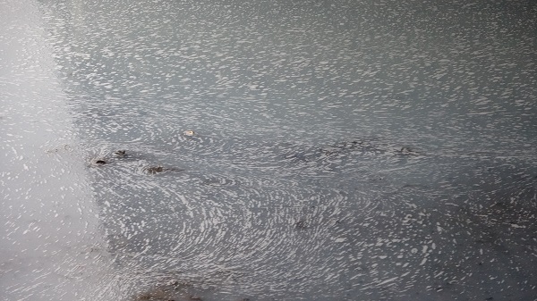 Foto - Görenler şaşkına döndü! Dere bembeyaz akmaya başladı