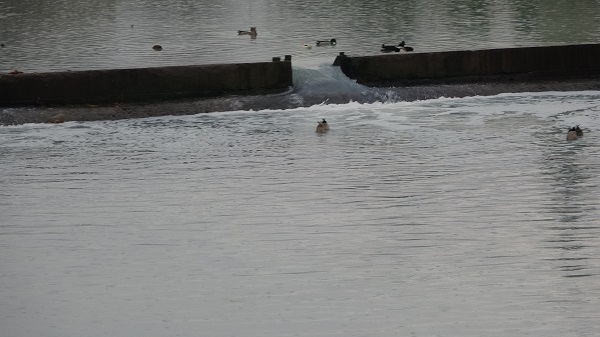 Foto - Görenler şaşkına döndü! Dere bembeyaz akmaya başladı