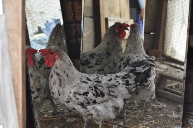 Foto - Türkiye'de tek! Görenler şaşkına dönüyor! Sizce tavuk mu horoz mu?