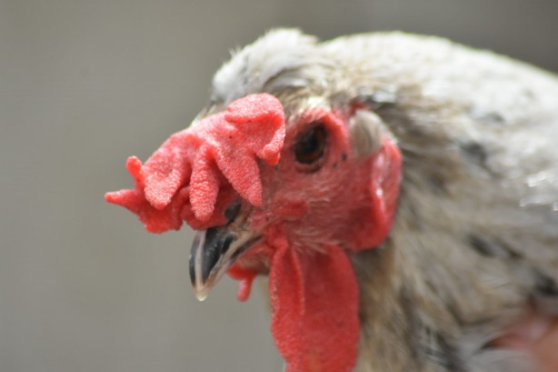 Foto - Türkiye'de tek! Görenler şaşkına dönüyor! Sizce tavuk mu horoz mu?