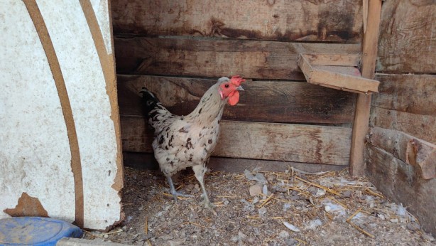 Foto - Türkiye'de tek! Görenler şaşkına dönüyor! Sizce tavuk mu horoz mu?