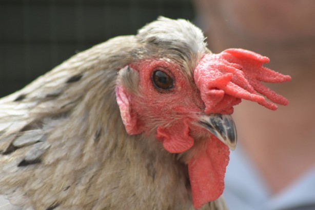 Foto - Türkiye'de tek! Görenler şaşkına dönüyor! Sizce tavuk mu horoz mu?