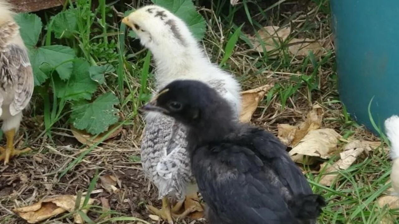 Foto - Görenler şaşkınlığını gizleyemedi! Civciv ay yıldız figürüyle doğdu