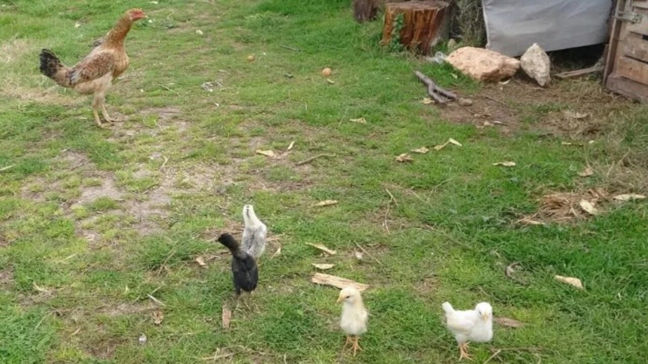 Foto - Görenler şaşkınlığını gizleyemedi! Civciv ay yıldız figürüyle doğdu