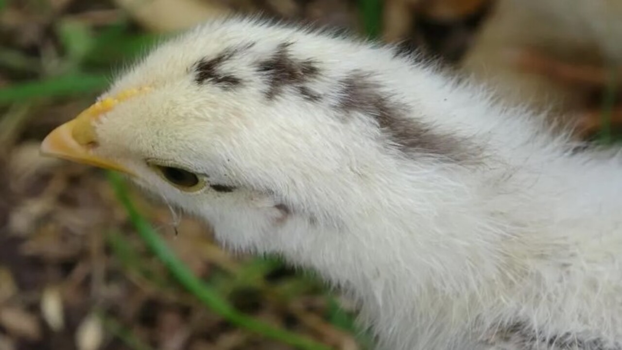 Görenler şaşkınlığını gizleyemedi! Civciv ay yıldız figürüyle doğdu