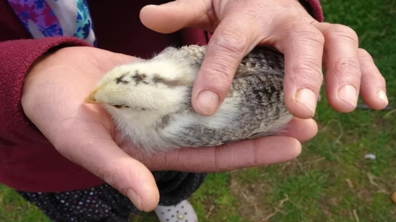 Foto - Görenler şaşkınlığını gizleyemedi! Civciv ay yıldız figürüyle doğdu