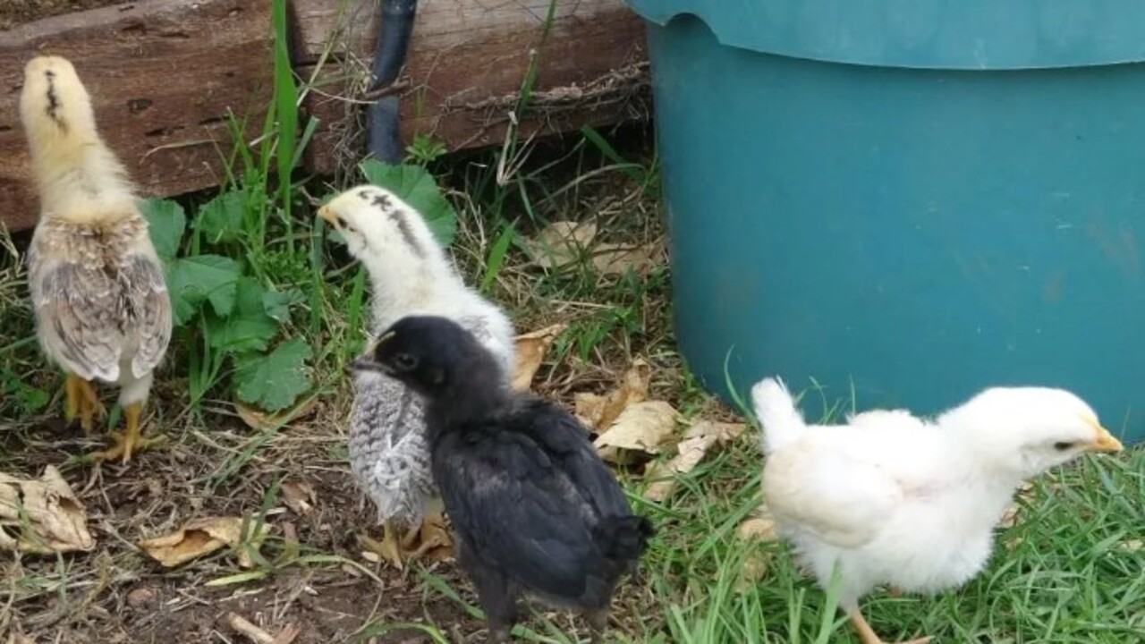 Foto - Görenler şaşkınlığını gizleyemedi! Civciv ay yıldız figürüyle doğdu