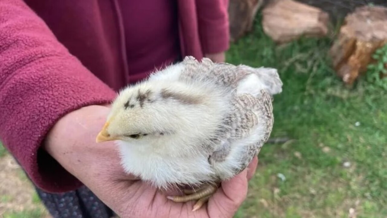 Foto - Görenler şaşkınlığını gizleyemedi! Civciv ay yıldız figürüyle doğdu