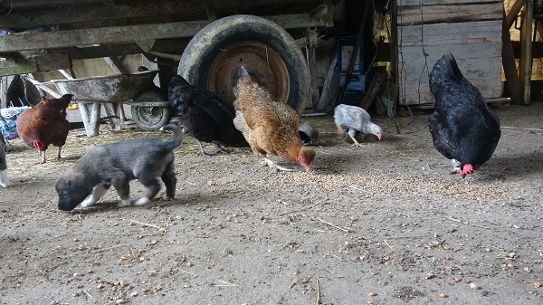 Foto - Görenler şaşkınlığını gizleyemiyor! Bu tavuklar mavi yumurtluyor